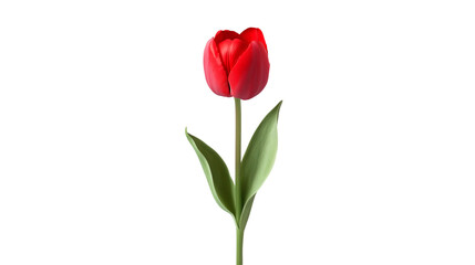Obraz premium Single Red Tulip on Black Background Elegant Flower Bloom,
