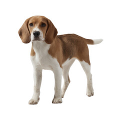 A cheerful beagle standing confidently, showcasing its distinct tricolor coat of brown, white, and black. Perfect for pet-related themes and animal lovers.