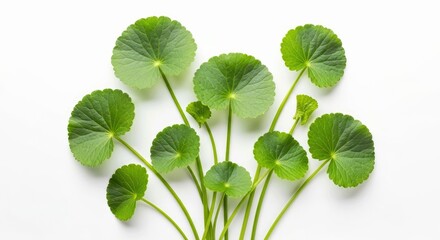 Centella Asiatica Ayurvedic Herb Top View Isolated White Background Medicinal Plant
