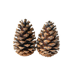 Two brown pine cones isolated on wood life seed tree on transparent background