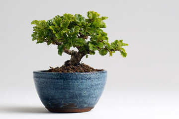 a small bonsai tree in a blue pot