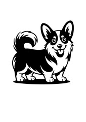 black and white corgi dog 