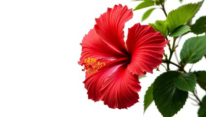 A vivid red hibiscus flower with prominent stamen, velvety petals and lush green leaves, isolated on white