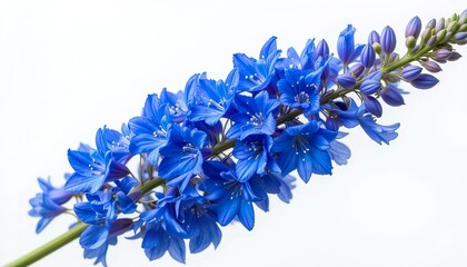 A vibrant blue delphinium flower stalk with clustered blossom isolated on white