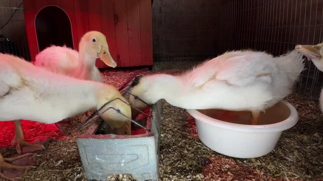 UK White Ducklings Water Feeding