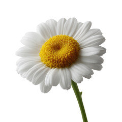Fototapeta premium A vibrant white daisy with a bright yellow center, showcasing its delicate petals and fresh green stem, perfect for nature-themed designs.
