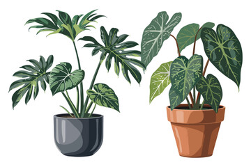 Obraz premium Two Potted Plants with Large Green Leaves on transparent Background