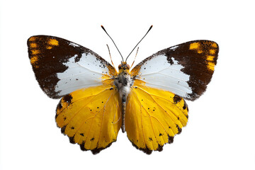 a yellow and white butterfly on a white background