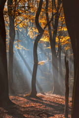 Sun rays pass through morning in the deciduous woods