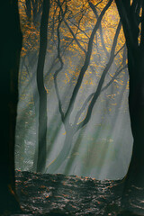 Luminous rays of sunlight in a misty dark forest