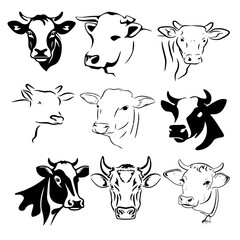 Cow Vector Set 6