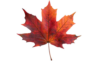 Fototapeta premium Maple autumn leaf PNG illustration with transparent white background in PNG format. 