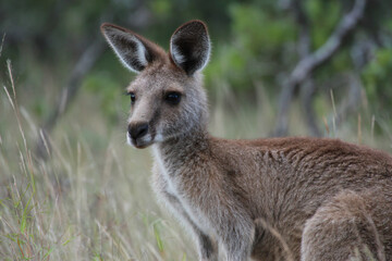 Fototapeta premium a kangaroo standing in a field of tall grass