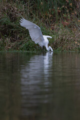 Great egret fishing