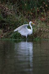 White Egret (Ardea alba) holding freshly caught fish in beak