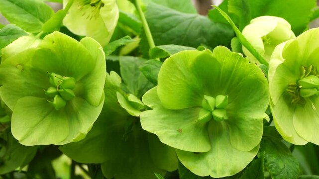 Close-up of spring bush hellebore Helleborus caucasicus with green flowers growing in the forest in the foothills of the North Caucasus