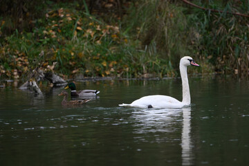 Swan with ducks