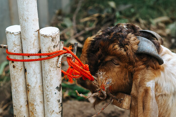 goat at the animal market