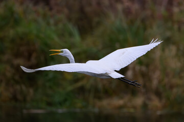 White egret (Ardea alba) in flight over wetland habitat