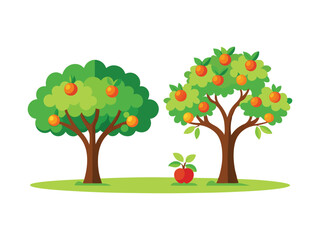 Two fruit trees with oranges and an apple isolated on white background
