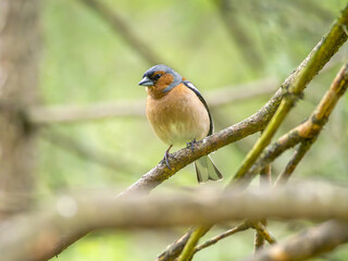 A male chaffinch perching on a tree branch