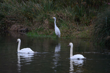 Obraz premium Swans with great egret