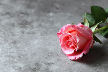 a single pink rose sitting on a gray surface