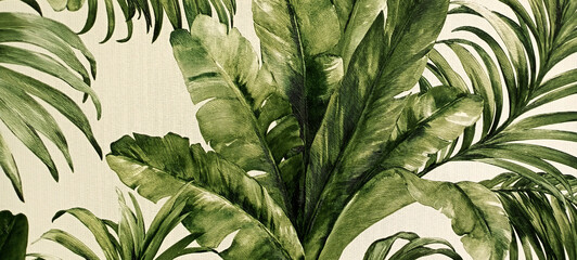 Dark green leafed monstera or split-leaf philodendron is the symbolic uniqueness of the tropical paradise forest, © pinar