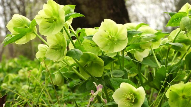 Spring bush primrose hellebore Helleborus caucasicus with green flowers growing in the forest in the foothills of the North Caucasus