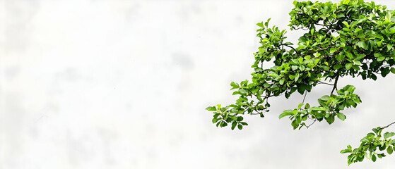 Green Leaves Branch Against White Background