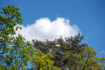 Obraz premium sky and tree, nacka,mats,sweden,sverige,summer,stockholm