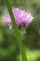 close up of pink flower on the bokeh green background