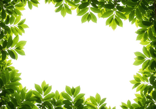 Fresh green leaves frame isolated on transparent background, creating a natural border with vibrant foliage and botanical elements for design and decoration
