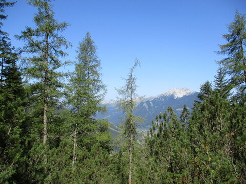 pine forest in the mountains