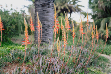 Graceful flowering stalks of Aloe brevifolia in Mediterranean garden