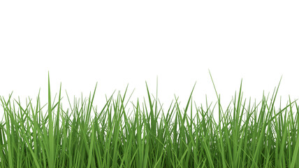 Obraz premium Vibrant Green Grass Blades on Pure transparent background