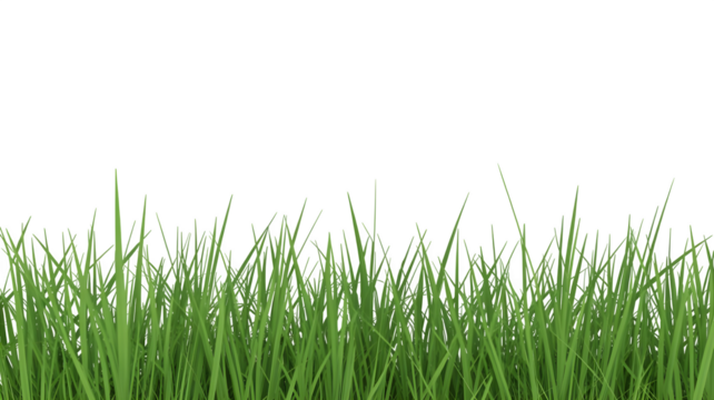 Vibrant Green Grass Blades on Pure transparent background