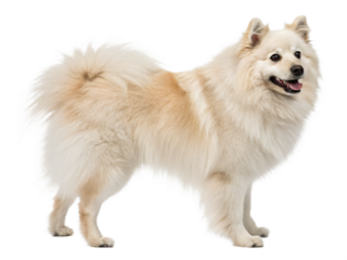 border collie puppy, isolated PNG transparent background