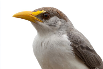 a bird with a yellow beak and a white body