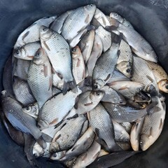 Obraz premium Abundant Catch of Freshly Harvested Fish