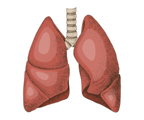 Human lungs hand drawn vector illustration