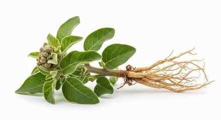 Pure Ayurvedic Herb Ashwagandha White Background Low Angle Natural Root Medicine