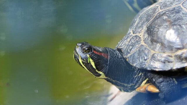 red eared slider turtle sunbathing at the edge of the pond, close up water turtle, blinking turtle at the edge of the pond, Trachemys scripta elegans
