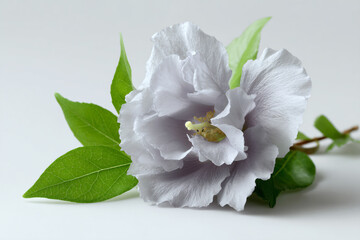Fototapeta premium a white flower with green leaves on a white surface