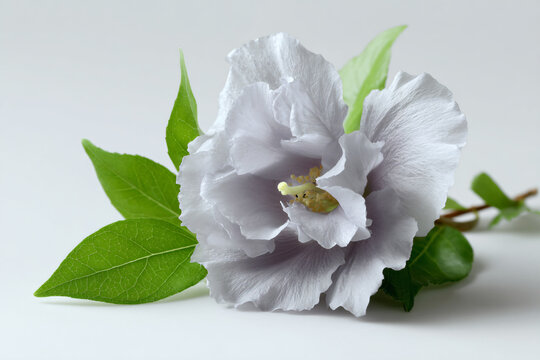 a white flower with green leaves on a white surface