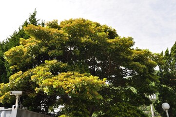 Machilus thunbergii Korean evergreen tree with seeds and red young leaves