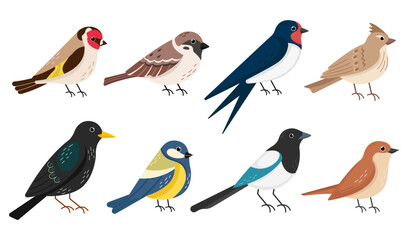 Set of colorful European songbirds. Flat vector collection of common garden birds.