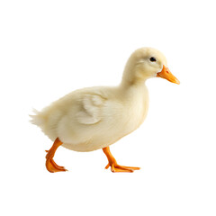 Cute Baby Duckling: A Perfect Picture of Innocence