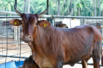  sturdy, reddish-brown Zebu or Brahman cow with prominent horns and ear tags stands in a fenced enclosure. Palm trees are visible in the background, suggesting a tropical farm setting