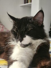 gato semi dormido
